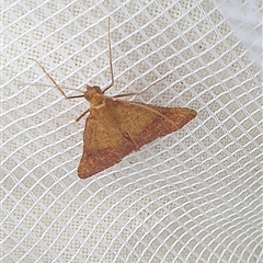 Endotricha pyrosalis (A Pyralid moth (Endotrichinae) at Farrer, ACT - 2 Jan 2025 by gregbaines