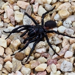 Atrax sp. (genus) (Funnel-web spider) at Goulburn, NSW - 2 Jan 2025 by trevorpreston