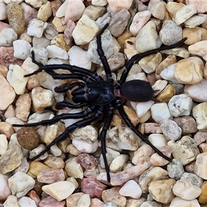 Atrax sp. (genus) at Goulburn, NSW - 2 Jan 2025 12:35 PM