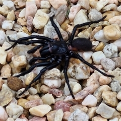 Atrax sp. (genus) at Goulburn, NSW - 2 Jan 2025 12:35 PM