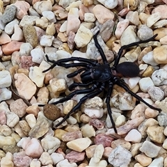 Atrax sp. (genus) at Goulburn, NSW - 2 Jan 2025 12:35 PM