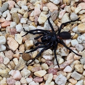 Atrax sp. (genus) at Goulburn, NSW - 2 Jan 2025 12:35 PM