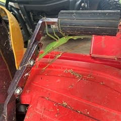 Unidentified Praying mantis (Mantodea) at Tullymorgan, NSW - 1 Jan 2025 by Tullymorgan1