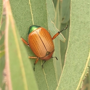 Anoplognathus brunnipennis at Farrer, ACT - 2 Jan 2025