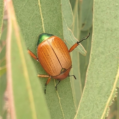 Anoplognathus brunnipennis (Green-tailed Christmas beetle) at Farrer, ACT - 2 Jan 2025 by gregbaines