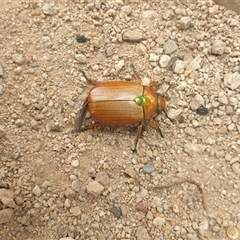 Anoplognathus brunnipennis at Farrer, ACT - 2 Jan 2025