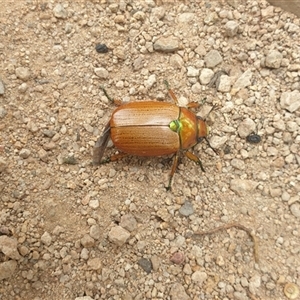 Anoplognathus brunnipennis at Farrer, ACT - 2 Jan 2025