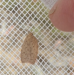 Garrha repandula (a Concealer Moth) at Farrer, ACT - 1 Jan 2025 by gregbaines