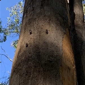 Henicopsaltria eydouxii (Razor Grinder) at Tullymorgan, NSW by Tullymorgan1