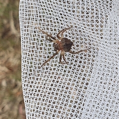 Dolophones sp. (genus) (Wrap-around spider) at Farrer, ACT - 2 Jan 2025 by gregbaines