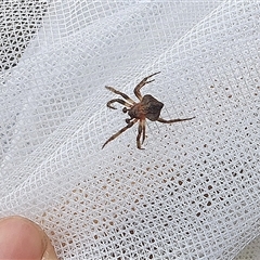 Dolophones sp. (genus) at Farrer, ACT - 2 Jan 2025