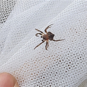 Dolophones sp. (genus) at Farrer, ACT - 2 Jan 2025