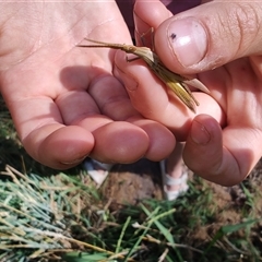 Unidentified Grasshopper (several families) at Cudgewa, VIC - 26 Dec 2024 by LyndalT