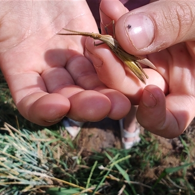 Unidentified Grasshopper (several families) at Cudgewa, VIC - 26 Dec 2024 by LyndalT