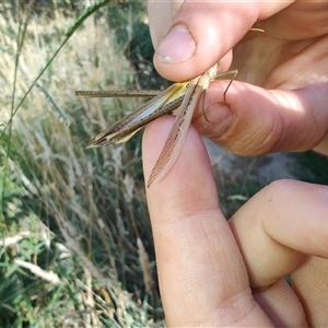 Acrida conica at Cudgewa, VIC - 27 Dec 2024 09:07 AM