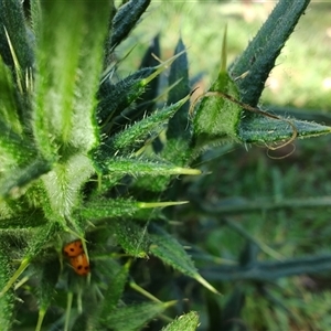 Hippodamia variegata (Spotted Amber Ladybird) at Cudgewa, VIC by LyndalT