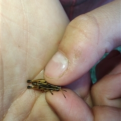 Unidentified Grasshopper (several families) at Cudgewa, VIC - 26 Dec 2024 by LyndalT