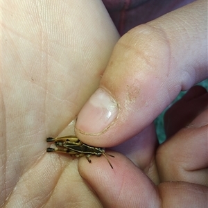 Phaulacridium vittatum (Wingless Grasshopper) at Cudgewa, VIC by LyndalT