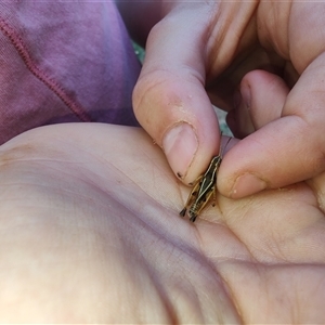 Phaulacridium vittatum at Cudgewa, VIC - 27 Dec 2024 09:15 AM