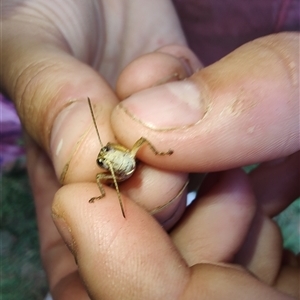 Phaulacridium vittatum at Cudgewa, VIC - 27 Dec 2024 09:15 AM