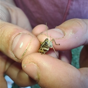 Phaulacridium vittatum at Cudgewa, VIC - 27 Dec 2024 09:15 AM
