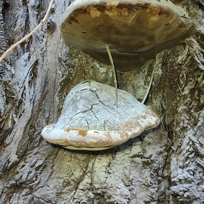 Unidentified Pored or somewhat maze-like on underside [bracket polypores] at Cudgewa, VIC - 28 Dec 2024 by LyndalT