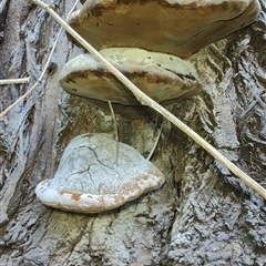 Phellinus sp. (non-resupinate) at Cudgewa, VIC - 29 Dec 2024