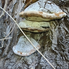 Phellinus sp. (non-resupinate) at Cudgewa, VIC - 29 Dec 2024 09:04 AM