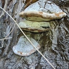 Phellinus sp. (non-resupinate) at Cudgewa, VIC - 29 Dec 2024