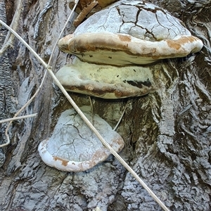 Phellinus sp. (non-resupinate) at Cudgewa, VIC - 29 Dec 2024 09:04 AM