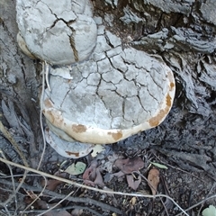 Phellinus sp. (non-resupinate) at Cudgewa, VIC - 29 Dec 2024