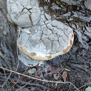 Phellinus sp. (non-resupinate) at Cudgewa, VIC - 29 Dec 2024 09:04 AM