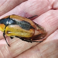 Chondropyga dorsalis (Cowboy beetle) at Cudgewa, VIC - 29 Dec 2024 by LyndalT