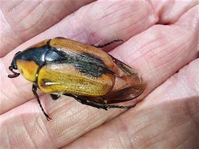 Chondropyga dorsalis (Cowboy beetle) at Cudgewa, VIC - 29 Dec 2024 by LyndalT