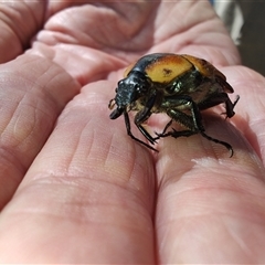 Chondropyga dorsalis at Cudgewa, VIC - 29 Dec 2024 10:46 AM