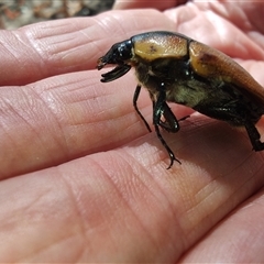 Chondropyga dorsalis at Cudgewa, VIC - 29 Dec 2024 10:46 AM