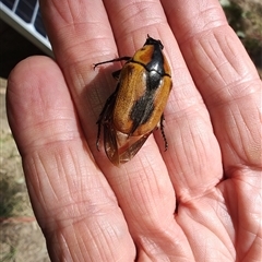 Chondropyga dorsalis at Cudgewa, VIC - 29 Dec 2024 10:46 AM