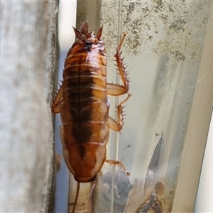 Unidentified Cockroach (Blattodea, several families) at Isaacs, ACT by Mike