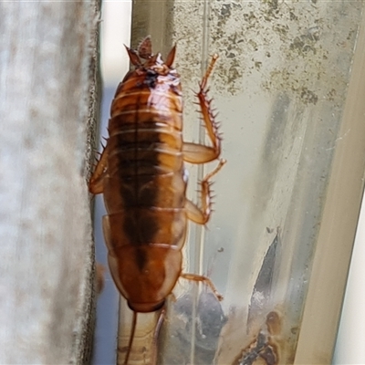 Unidentified Cockroach (Blattodea, several families) at Isaacs, ACT - 2 Jan 2025 by Mike