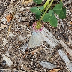 Zizina otis (Common Grass-Blue) at Isaacs, ACT - 2 Jan 2025 by Mike