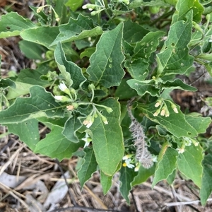 Solanum chenopodioides (Whitetip Nightshade) at Crace, ACT by Jenny54