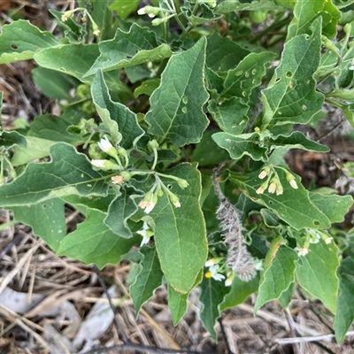 Solanum chenopodioides (Whitetip Nightshade) at Crace, ACT - 2 Jan 2025 by Jenny54