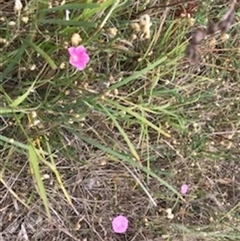 Convolvulus angustissimus subsp. angustissimus (Australian Bindweed) at Crace, ACT - 2 Jan 2025 by Jenny54