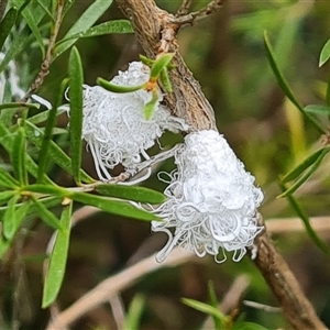 Callococcus acaciae (Burgan woolly scale) at Isaacs, ACT by Mike