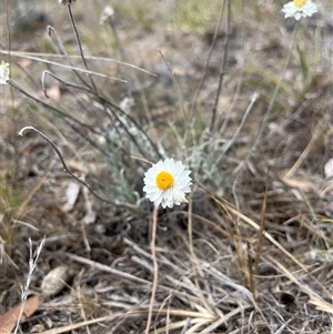 Leucochrysum albicans subsp. tricolor at Sutton, NSW - 2 Jan 2025