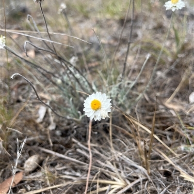 Leucochrysum albicans subsp. tricolor (Hoary Sunray) at Kenny, ACT - 2 Jan 2025 by Dylan93