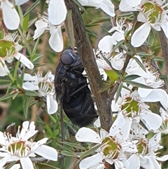 Unidentified Bristle Fly (Tachinidae) at Uriarra Village, ACT - 6 Dec 2024 by gregbaines