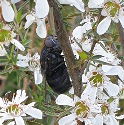 Tachinidae (family) (Unidentified Bristle fly) at Uriarra Village, ACT - 6 Dec 2024 by gregbaines