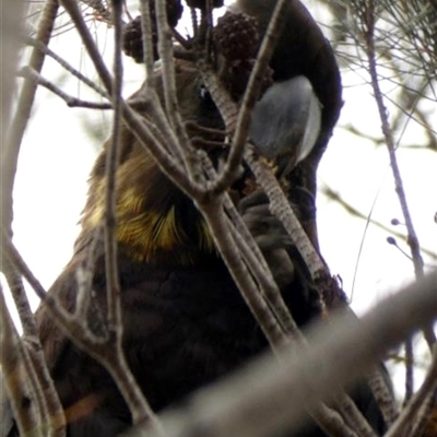 Calyptorhynchus lathami lathami (Glossy Black-Cockatoo) at Buxton, NSW - 9 Jul 2021 by GITM2