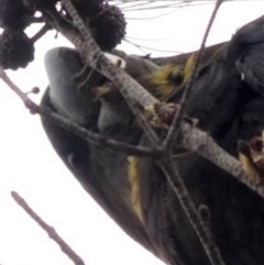 Calyptorhynchus lathami lathami at Buxton, NSW - suppressed